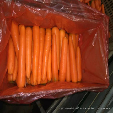 Súper Yummy Chinese Fresh Carrots en venta